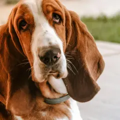 Smutny basset hound z długimi uszami. Mam psa i co teraz hotel? Czy przyjmują zwierzęta?