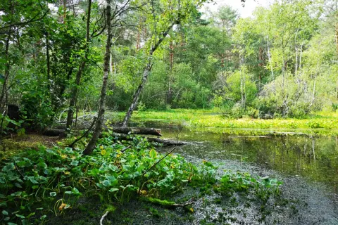 Polesie Lubelskie: Polska Amazonia co warto zobaczyć?