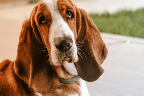 Smutny basset hound z długimi uszami. Mam psa i co teraz hotel? Czy przyjmują zwierzęta?