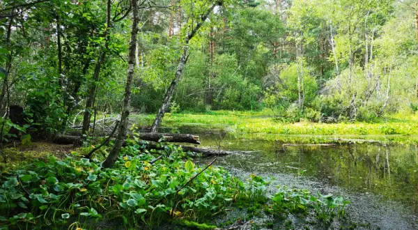 Polesie Lubelskie: Polska Amazonia co warto zobaczyć?