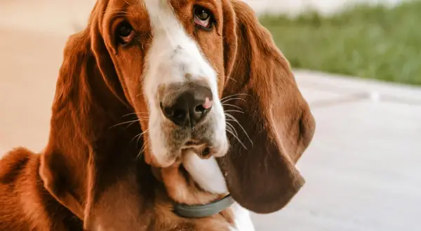 Smutny basset hound z długimi uszami. Mam psa i co teraz hotel? Czy przyjmują zwierzęta?