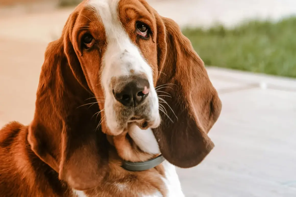 Smutny basset hound z długimi uszami. Mam psa i co teraz hotel? Czy przyjmują zwierzęta?